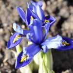 Iris-reticulata-Harmony-1024x680