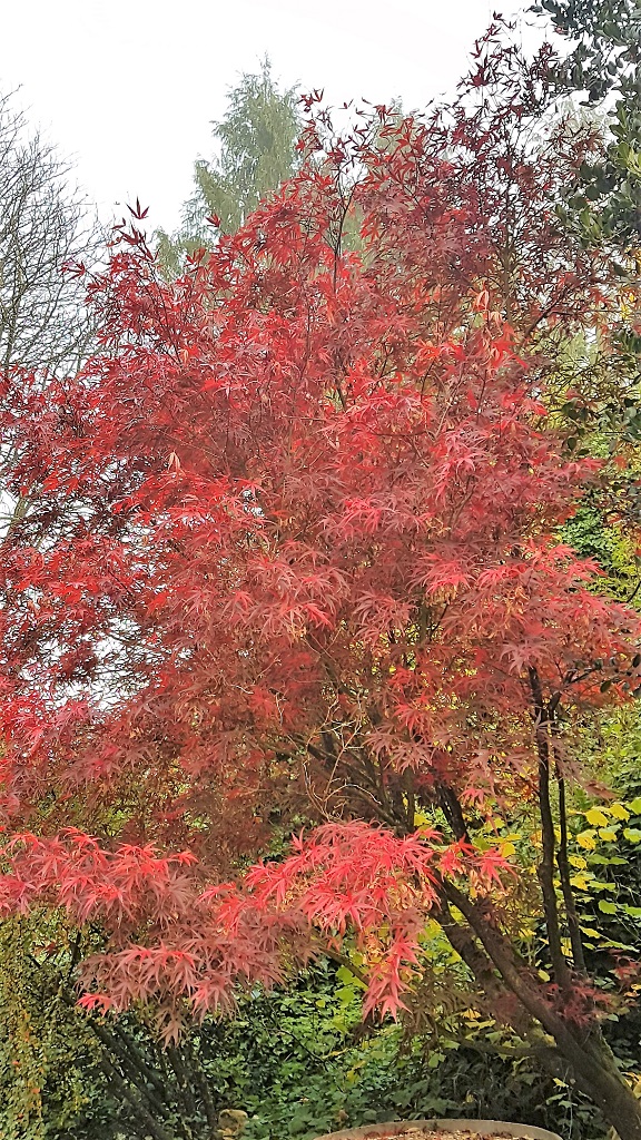 Érable du Japon à l'automne, avec ses couleurs rougeâtres