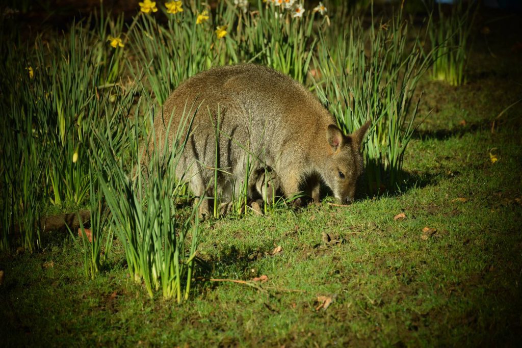 photo d'une maman wallaby avec son bébé dans la poche, en train de manger de l'herbe au milieu de jonquilles