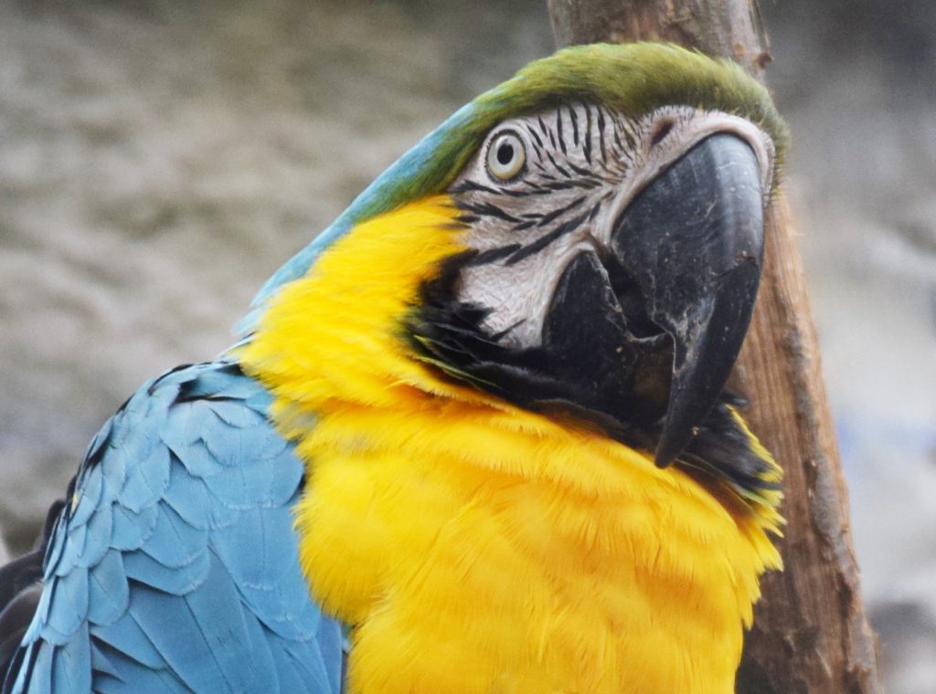 Gros plan d'un ara ararauna, avec la gorge jaune, le dos et les ailes bleues, et le dessus de la tête vert.