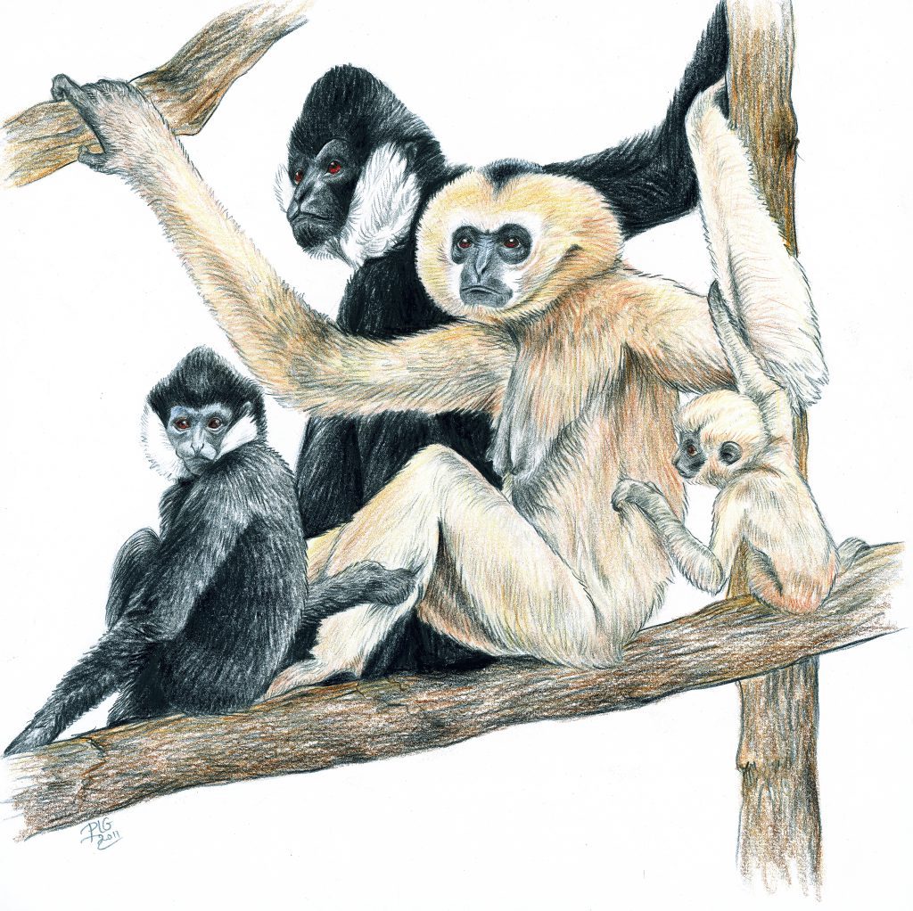 Dessin d'une famille de gibbons à favoris blancs