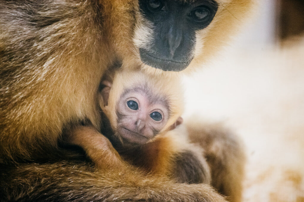femelle gibbon à favoris blancs avec son bébé