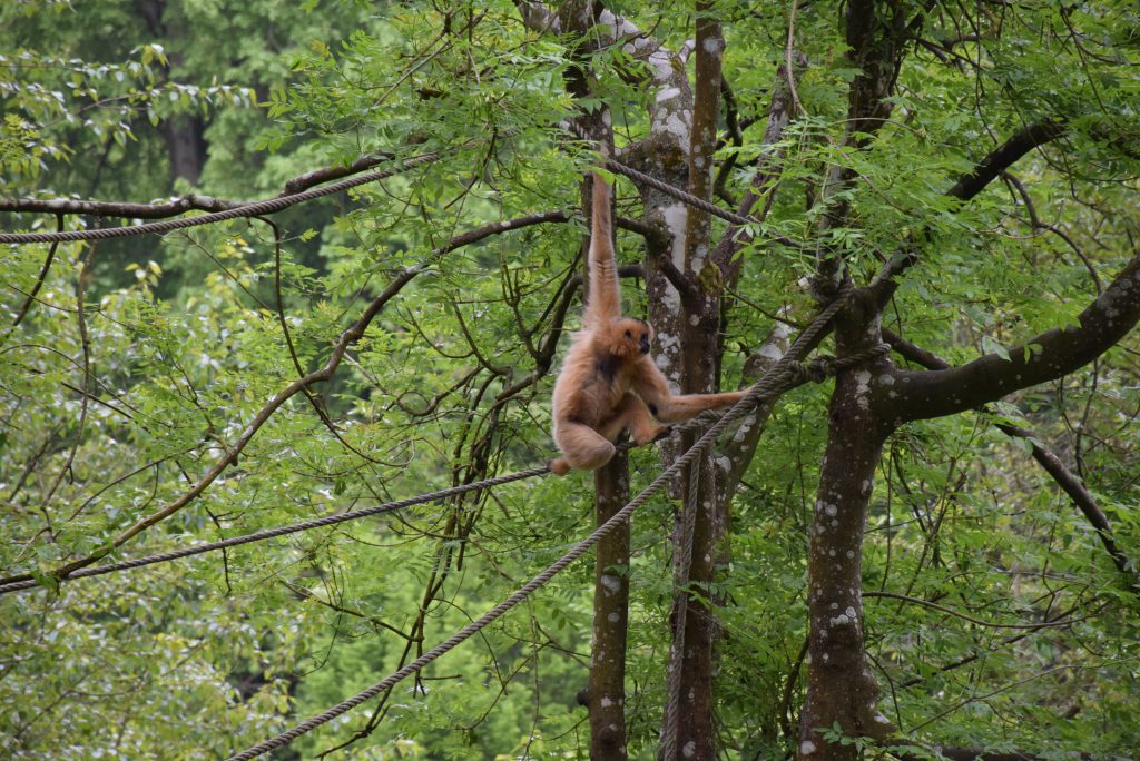 femelle gibbon à favoris roux perchée dans un arbre