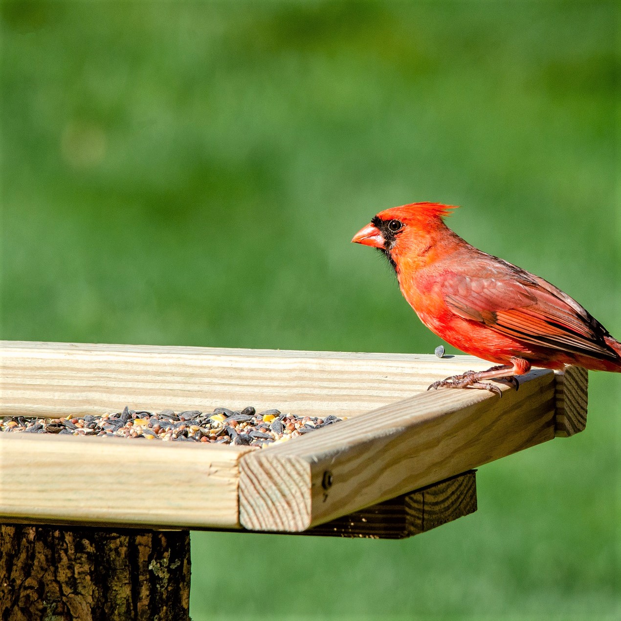 mangeoire à oiseau en bois, avec des graines dedans, et un bel oiseau rouge venu les manger.