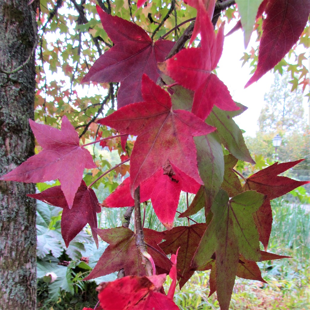 feuilles de copalme d'Amérique aux couleurs de l'automne