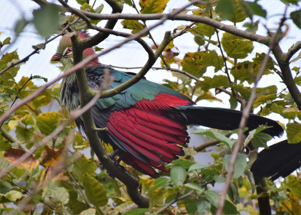 Touraco de Fischer sur une branche, les ailes pendantes, permettant de voir les rémiges rouges