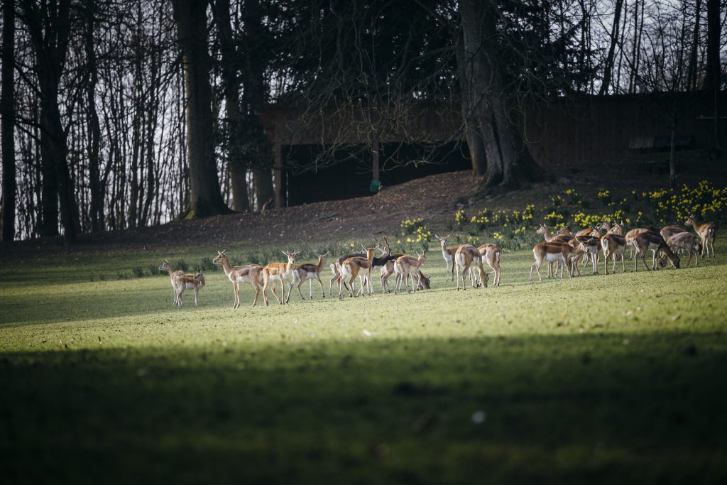 Groupe d'antilopes cervicapres broutant dans la prairie