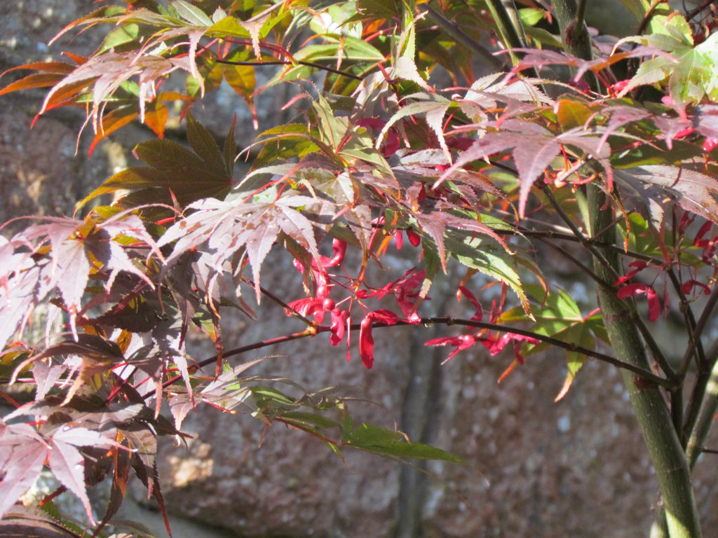 gros plan sur les feuilles dentelées de l'érable du Japon