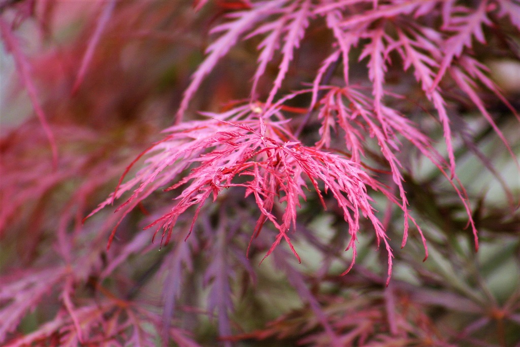 feuille d'érable du Japon, avec ses couleurs rosées d'automne