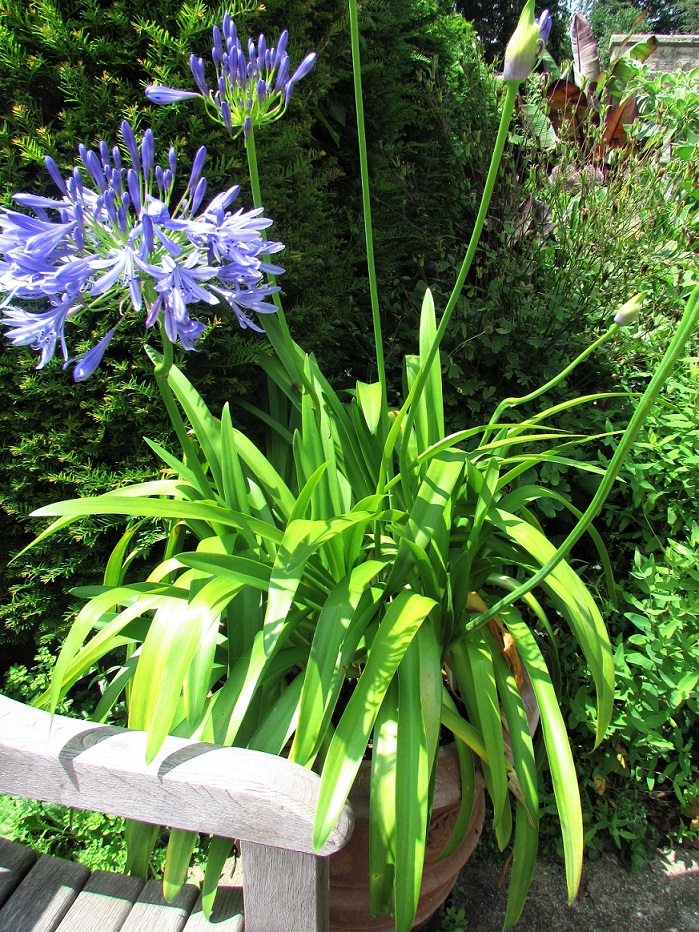 Photo d'une agapanthe, au feuillage en touffe vert brillant, surmonté d'une inflorescence en ombelle bleue