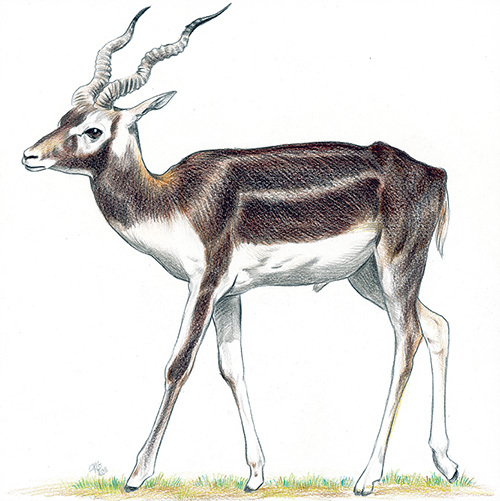 Dessin naturaliste d'une antilope cervicapre mâle