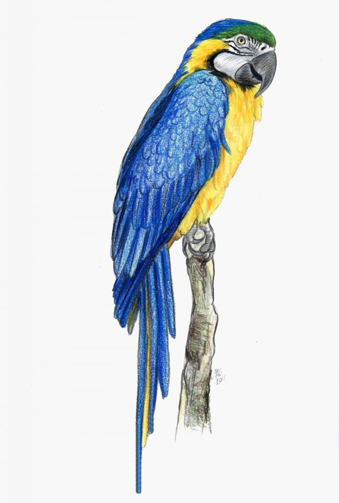Dessin naturaliste d'un ara ararauna, perché sur une branche