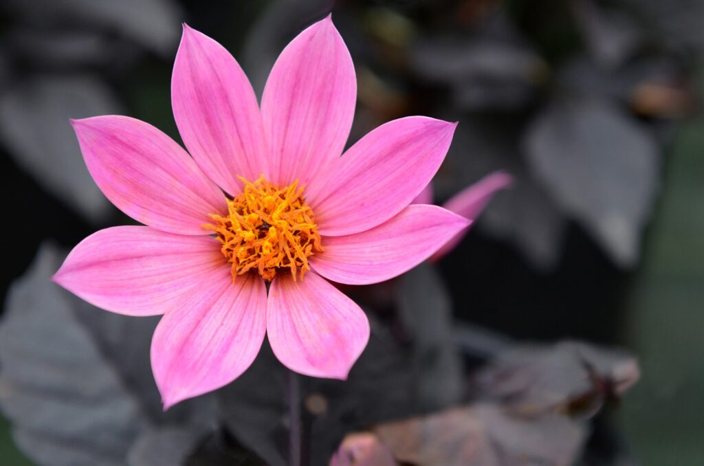 Fleur de Dahlia imperialis vue de près