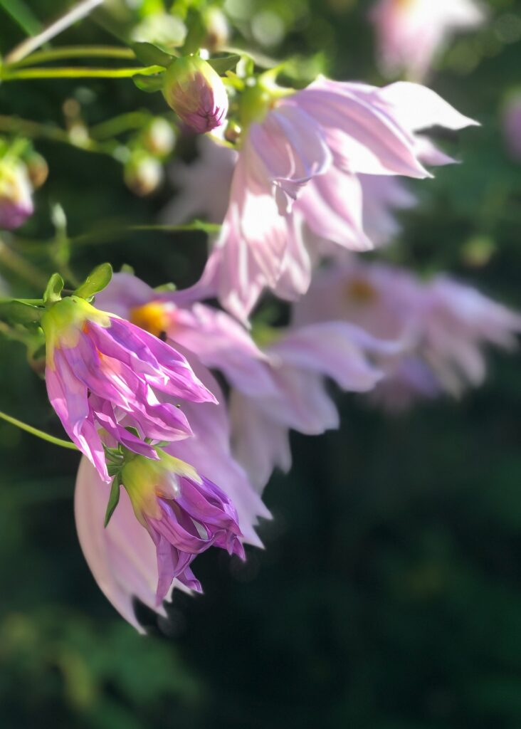 gros plan sur des fleurs de Dahlia imperialis