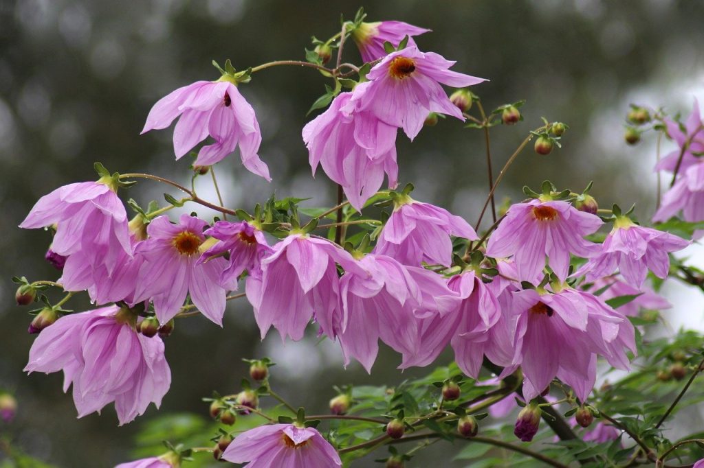 fleurs de dahlia impérial sur une branche