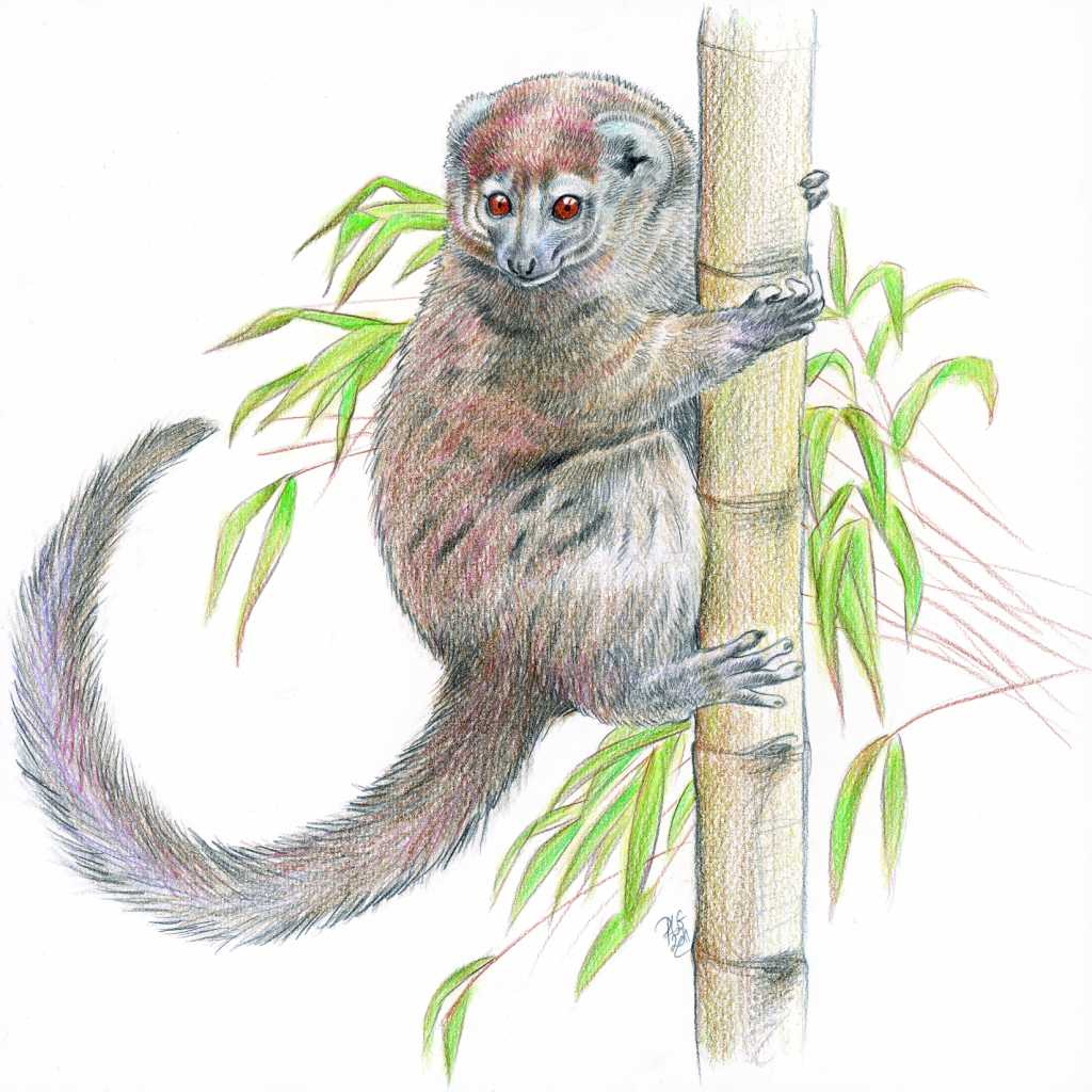 Dessin naturaliste d'un hapalémur d'Alaotra accroché à une grosse tige de bambou