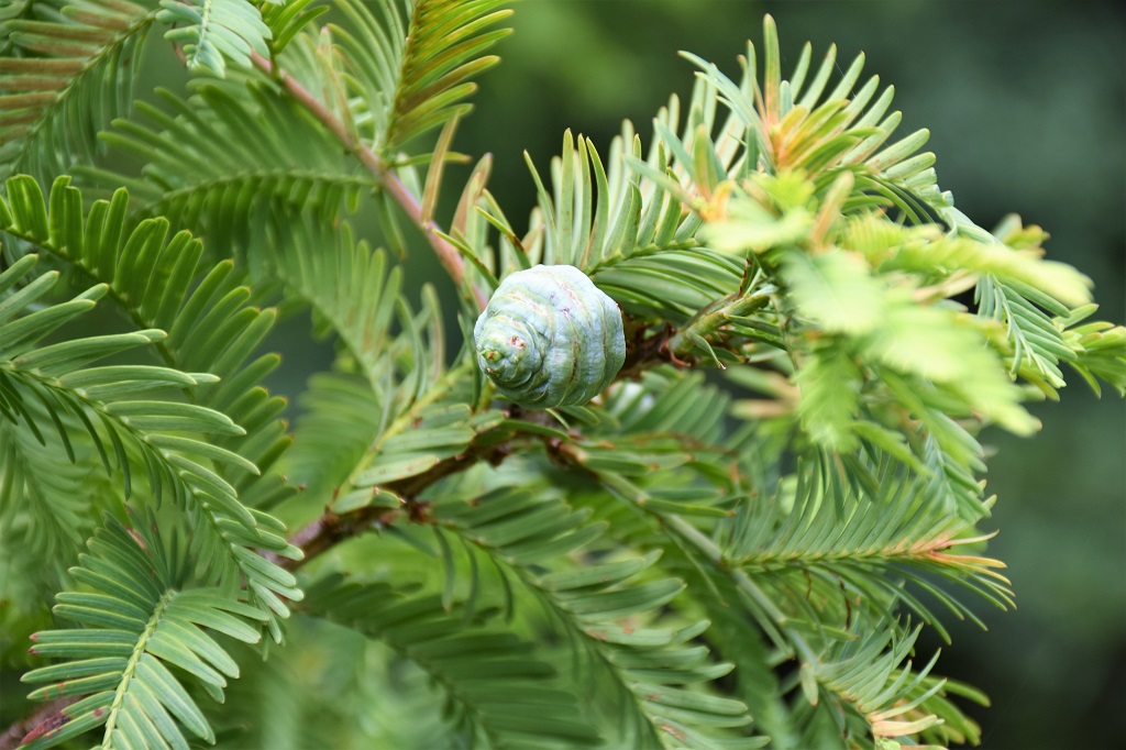 gros plan sur les aiguilles et fruit du métaséquoia