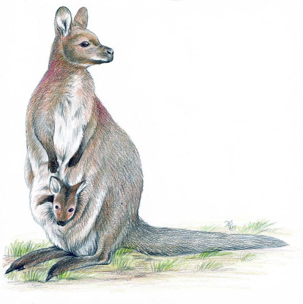 Dessin d'un wallaby de Bennett