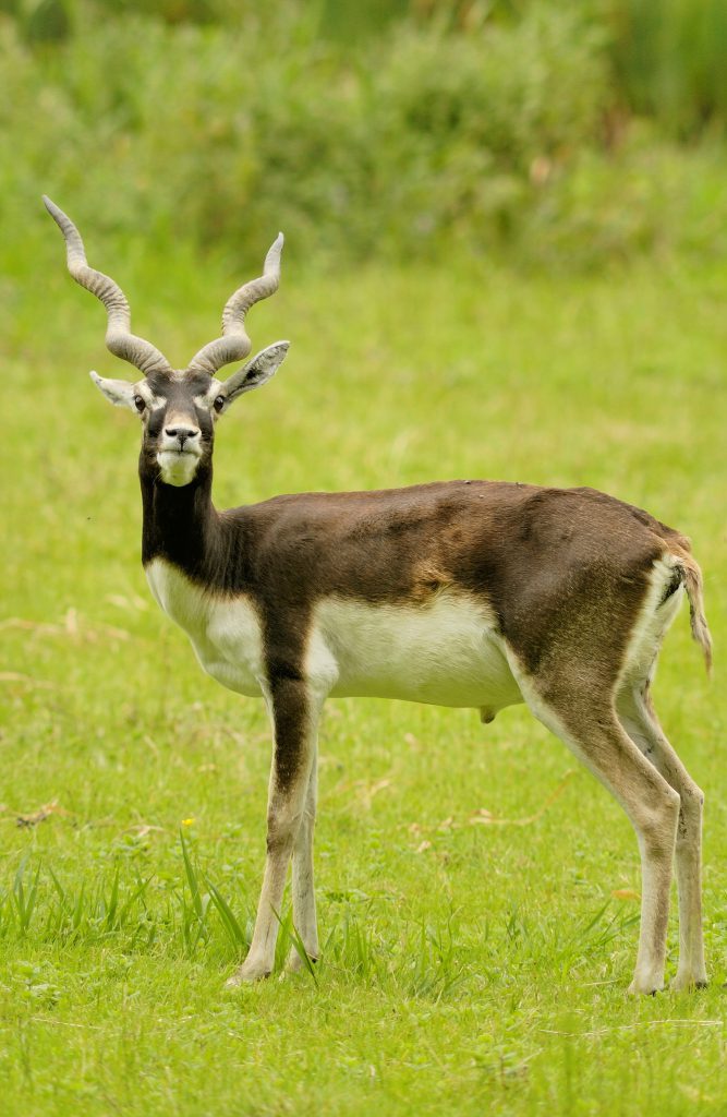 Antilope cervicapre mâle aux aguets, regardant l'objectif de l'appareil photo