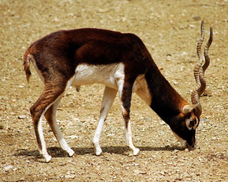 photo d'une antilope cervicapre mâle broutant l'herbe