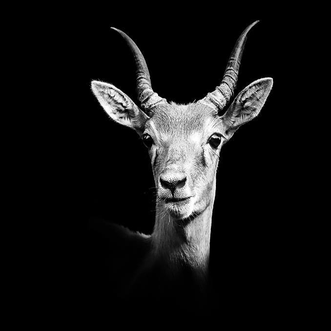 Tête d'antilope en nuances de gris su fond noir