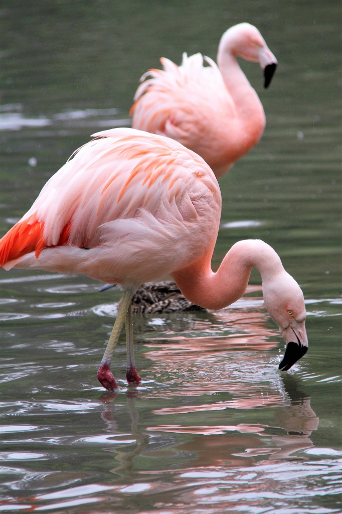 Flamant du Chili dans l'eau, en train de manger