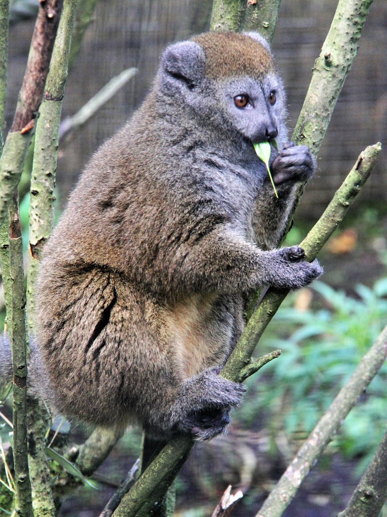 Hapalémur d'Alaotra en train de manger une feuille de bambou