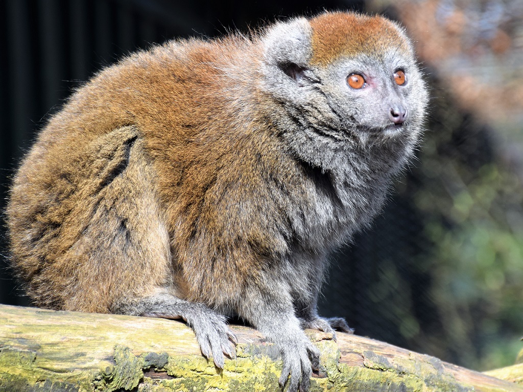 Hapalémur d'Alaotra vu de profil, prenant le soleil