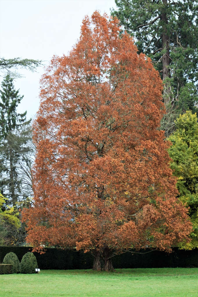 métaséquoia avec ses couleurs cuivrées d'automne