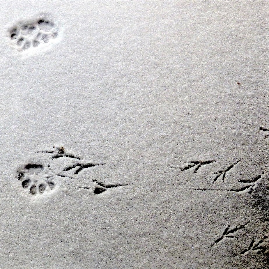 Traces d'oiseaux et de mammifères dans le sable