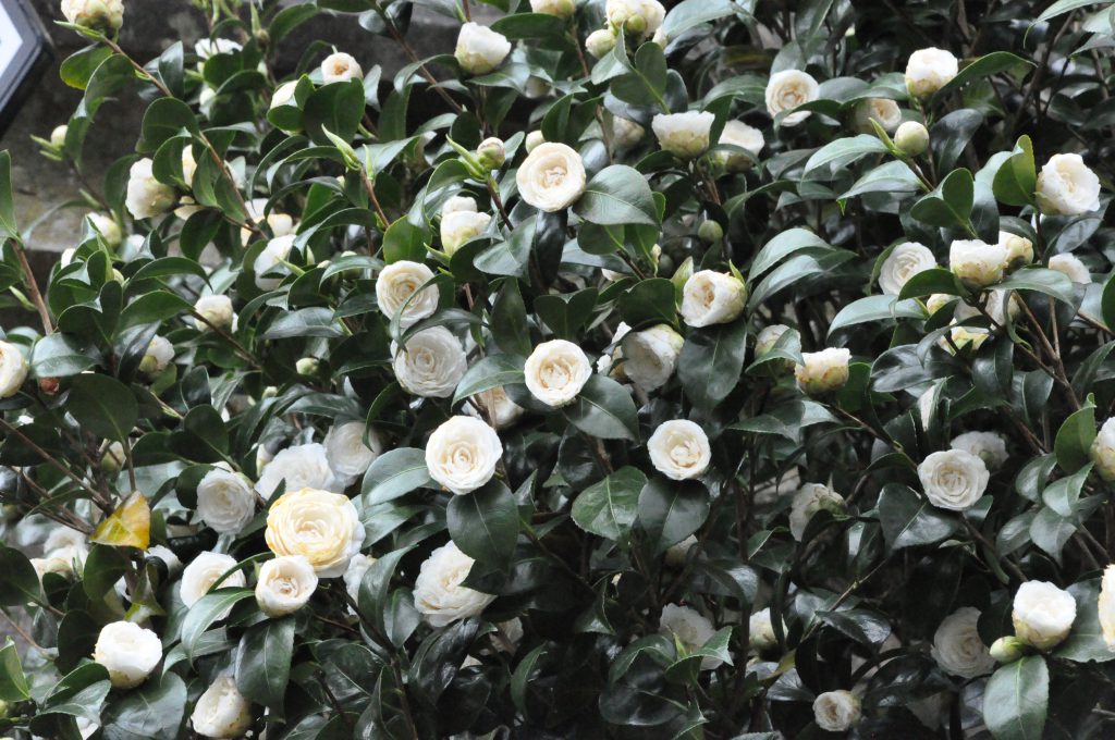 Buisson de camélia du Japon avec des fleurs blanches
