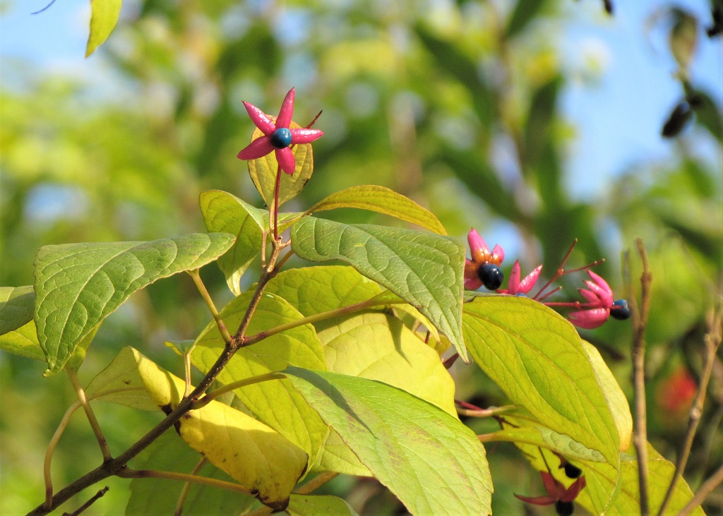 gros plan sur un fruit et les fleurs de l'arbre du clergé