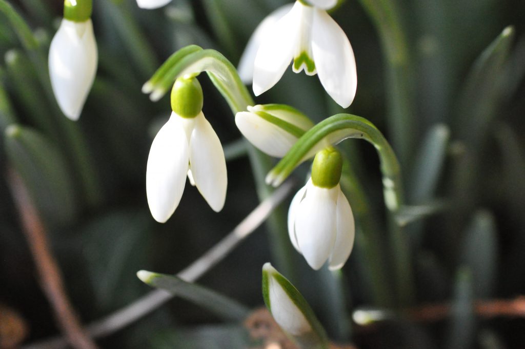 fleurs de perce-neige