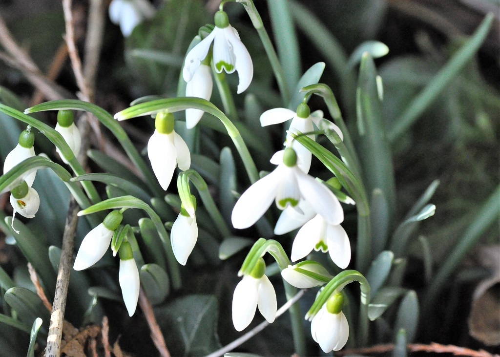 fleurs de perce-neige