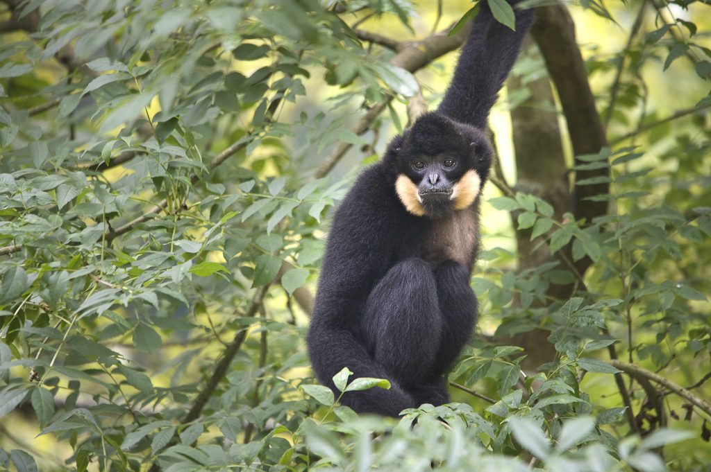 mâle gibbon à favoris roux perché dans un arbre