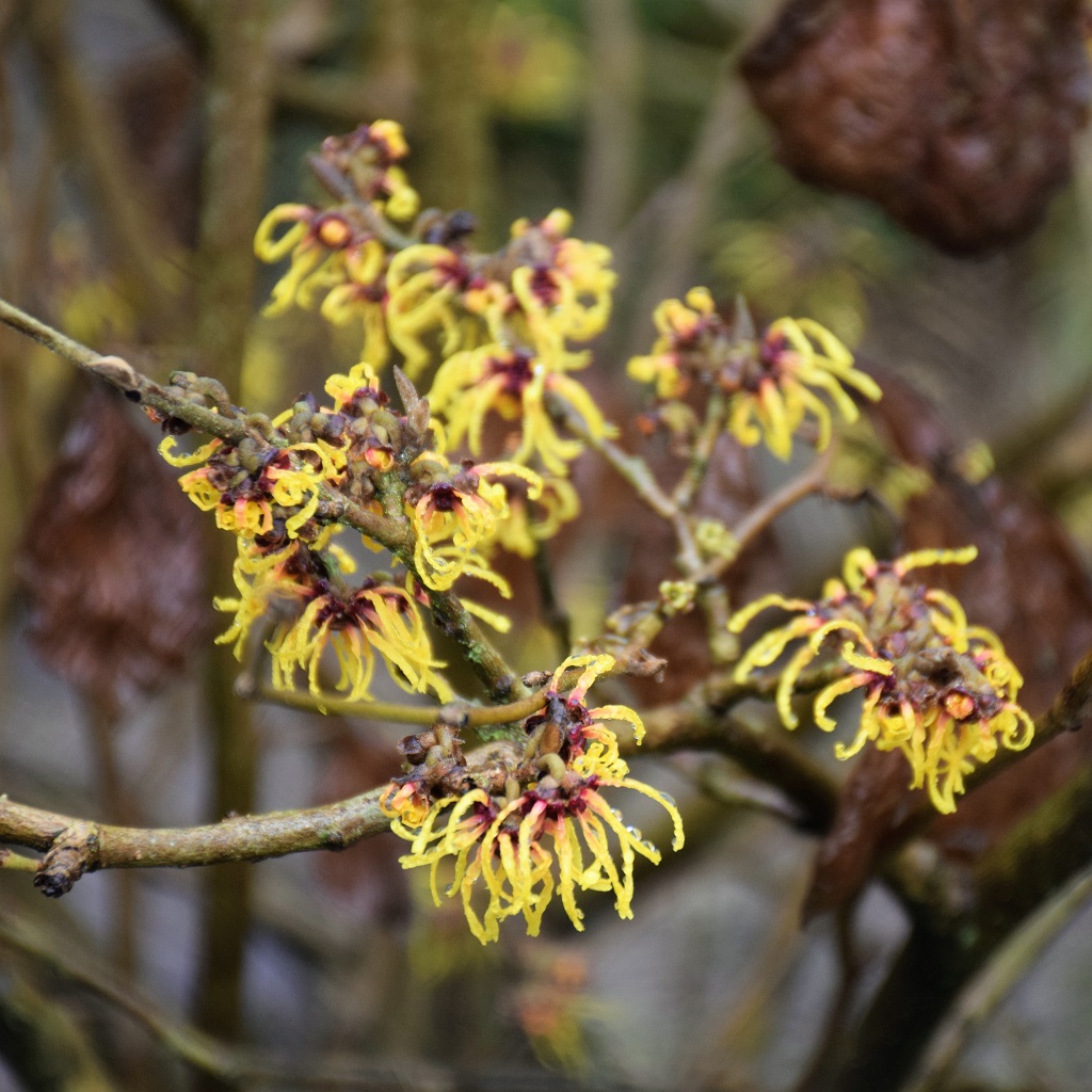 fleurs d'hamamelis