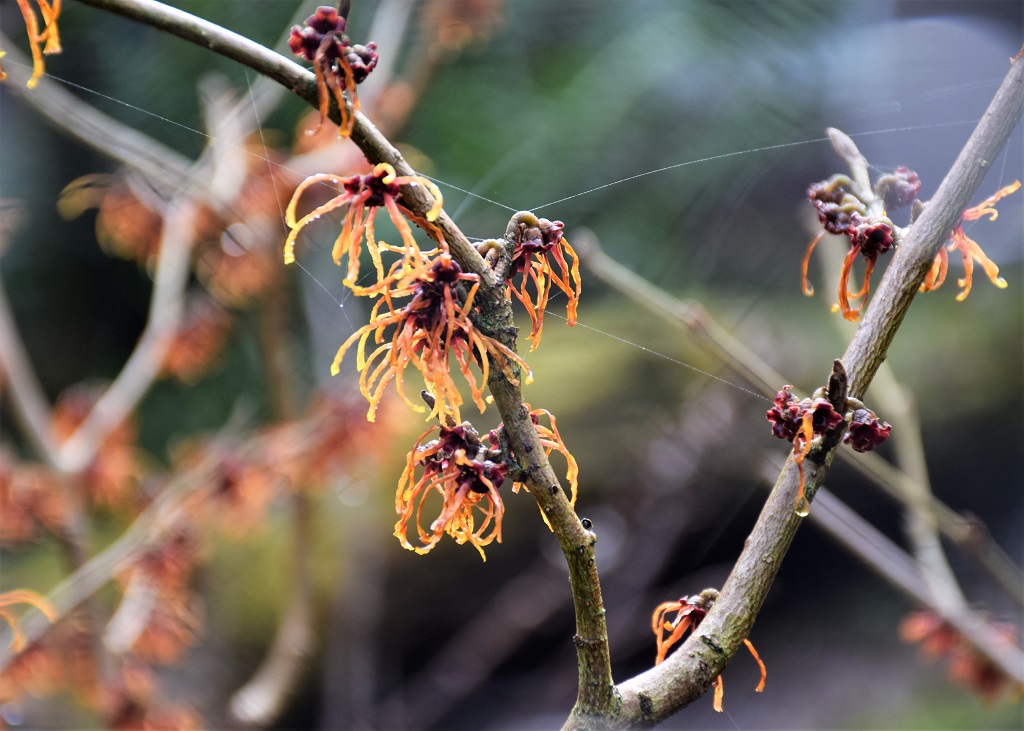 fleurs d'hamamelis