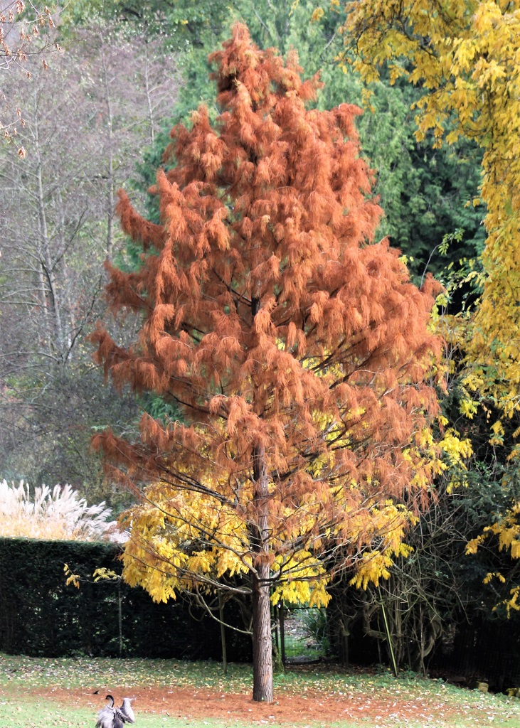 cyprès chauve paré de ses couleurs automnales flamboyantes