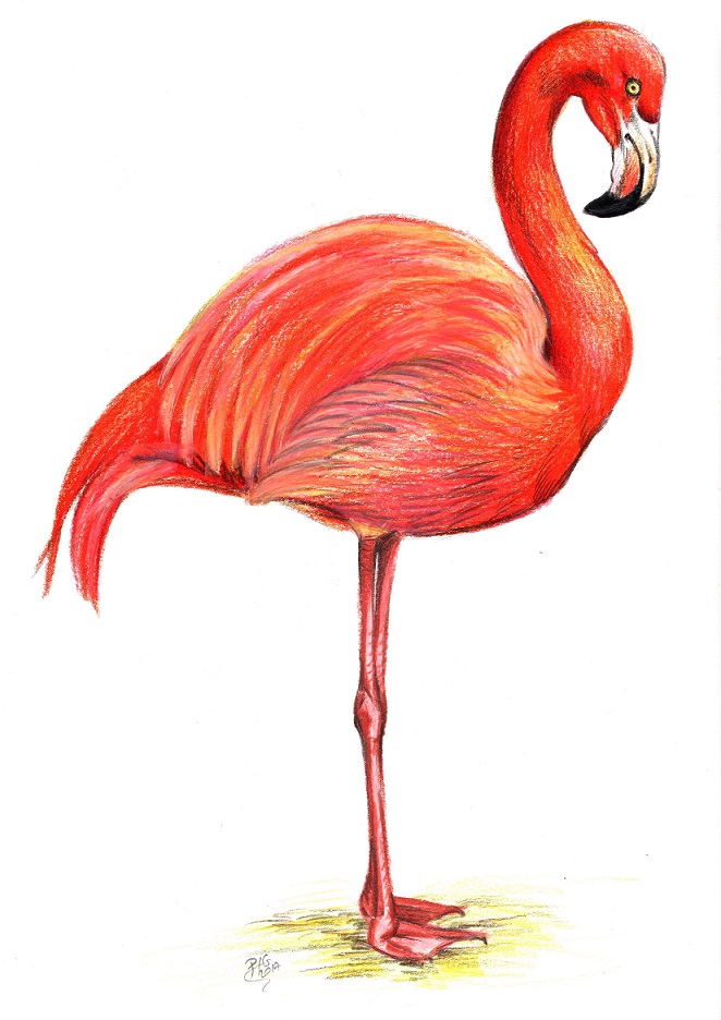 dessin naturaliste de flamant de Cuba