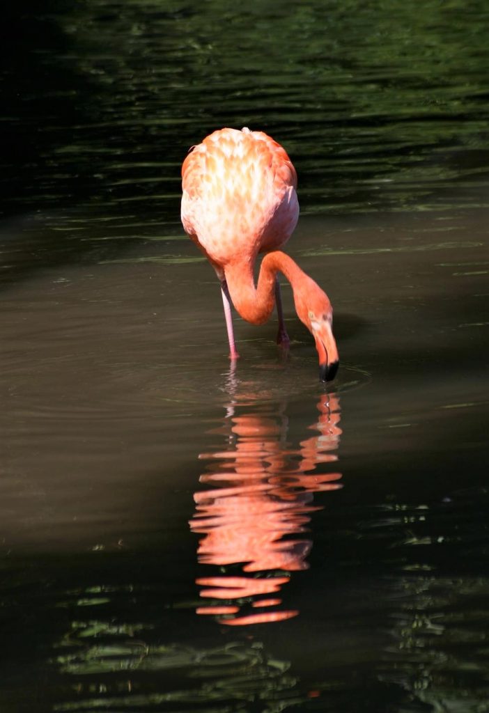 Flamant de Cuba en train de chercher à manger dans l'eau