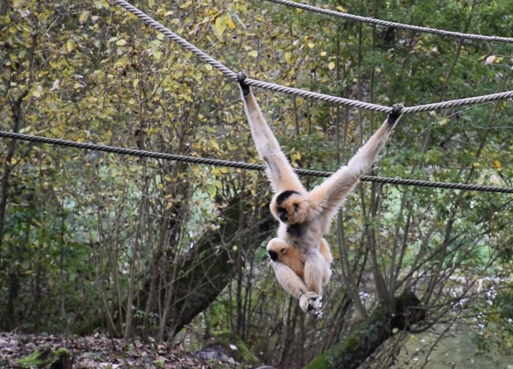 Femelle gibbon à favoris roux se déplaçant sur une corde, un bébé accroché à son ventre