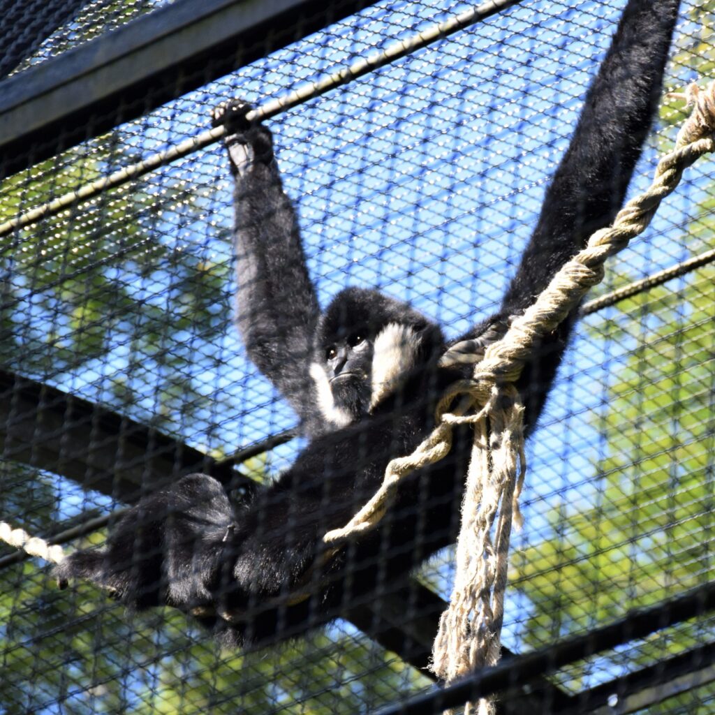 gibbon à favoris blancs mâle