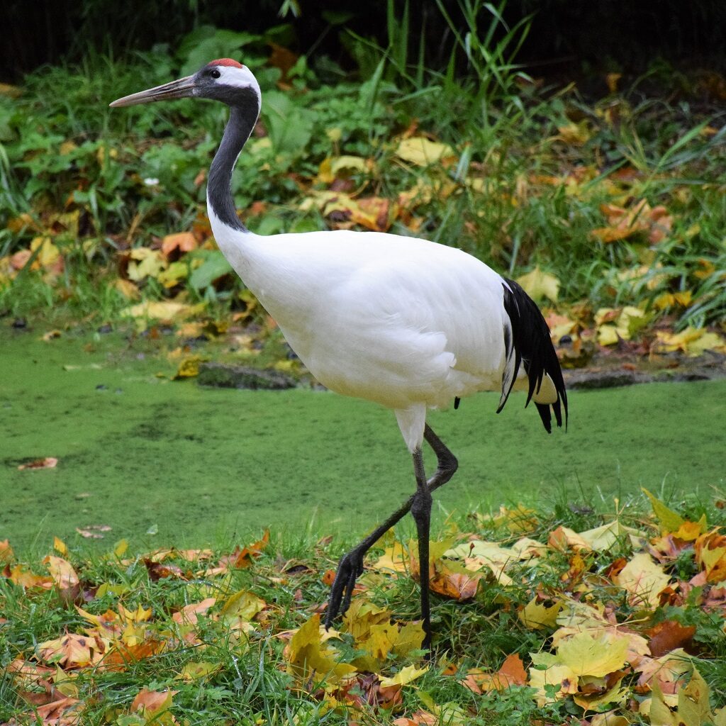 grue de Mandchourie debout sur l'herbe