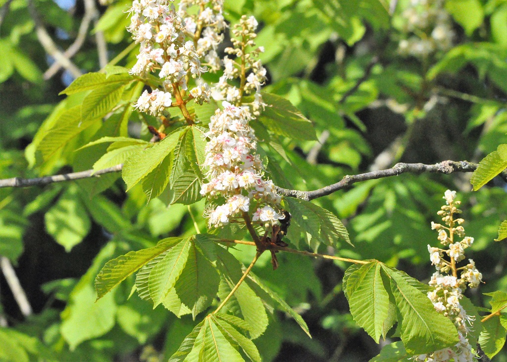 fleurs et feuilles de marronnier d'Inde