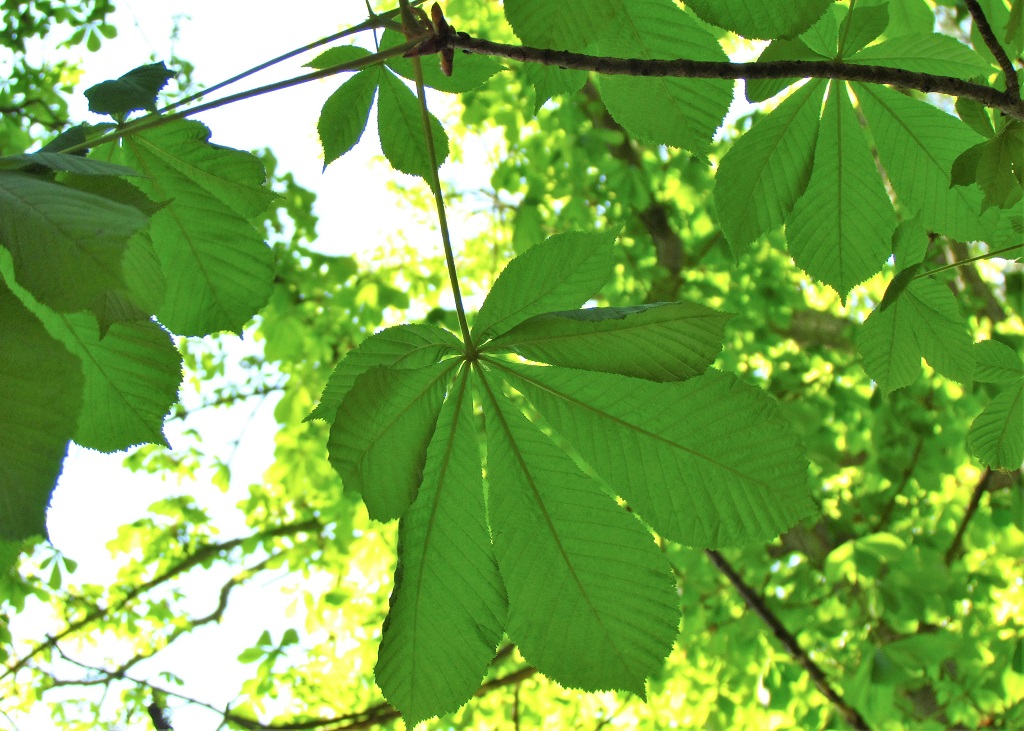 feuille de marronnier d'Inde