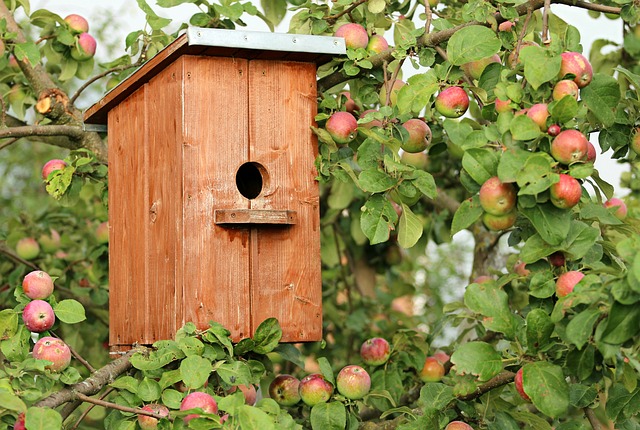 photo d'un nichoir accroché dans un arbre fruitier