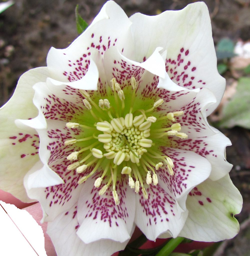 Gros plan sur une fleur d'Hellébore oriental double blanche