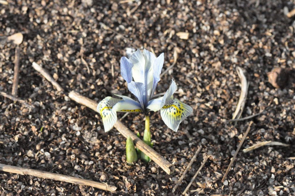 fleur d'iris reticulata 'Katharina Hodgkin'