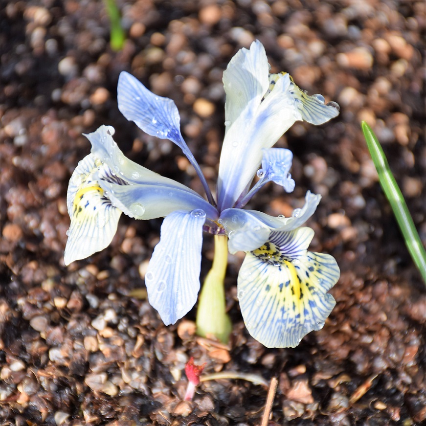 fleur d'iris reticulata 'Katharina Hodgkin'