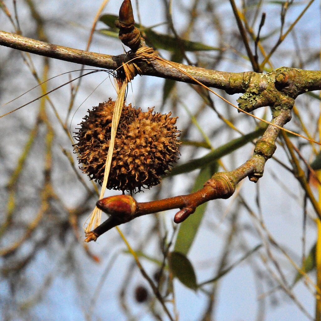 Photo d'un fruit de platane commun